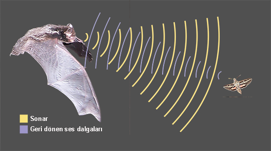 bat echolocation