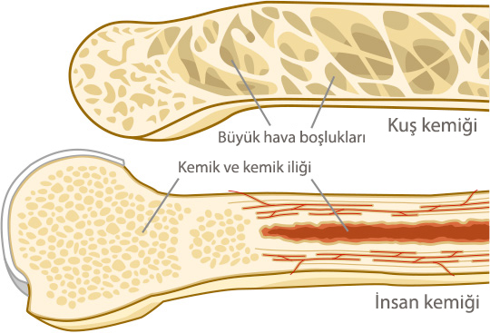 Bird and Human Bone Comparison