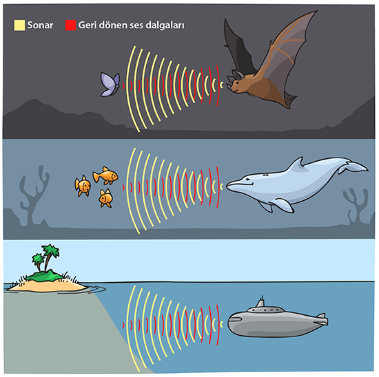 sonar echolocation illustration