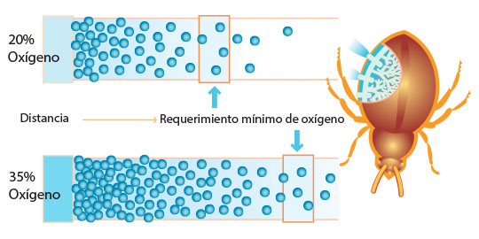 Imagen mostrando cómo el tamaño del insecto depende de la cantidad de oxígeno en la atmósfera.