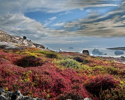 Tundra en Groenlandia