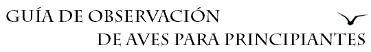 Guía de observación de aves para principiantes