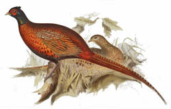 Common Pheasants