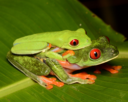 Agalychnis callidryas mating