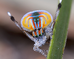 Male peacock spider