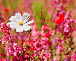 Pink flowers