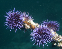 Purple sea urchin