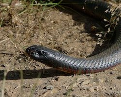 Red-bellied black snake