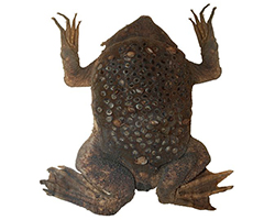 Surinam toad