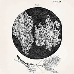 Robert Hooke Cork Ilustração