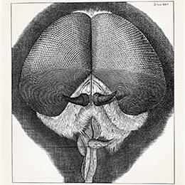 Robert Hooke Drone Fly Ilustração