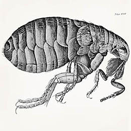 Robert Hooke Flea Illustation