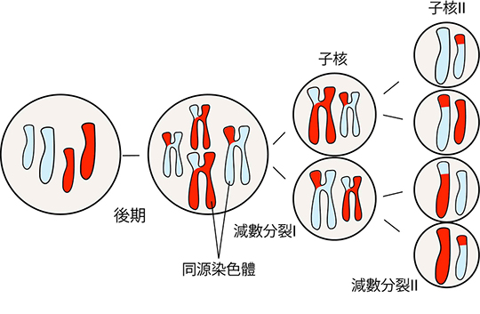 Meiosis