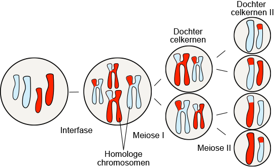 Meiosis