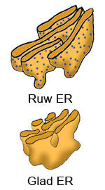 endoplasmic  reticulum