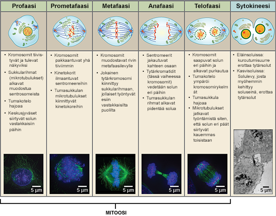 interfaasi, profaasi, prometafaasi, metafaasi, anafaasi, telofaasi ja sytokineesi 