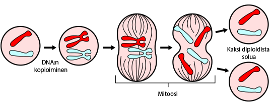 Mitosis