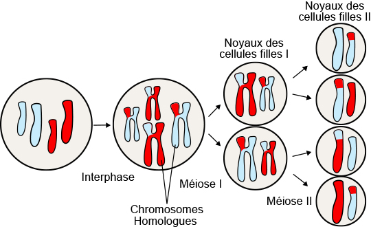 Meiosis