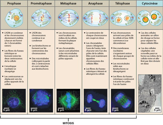 Mitosis cell cycle