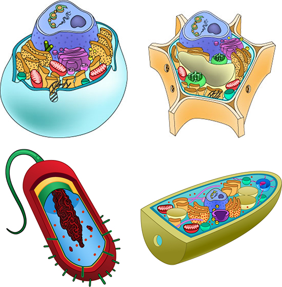 Animal, plant, bacterial, and fungal cells