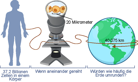 Wie oft könnten Ihre Zellen die Erde umkreisen?