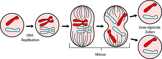 Mitosis