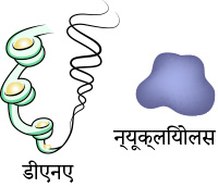 DNA and Nucleolus