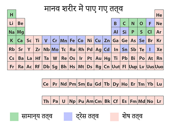 Periodic Table illustration of elements found in human body