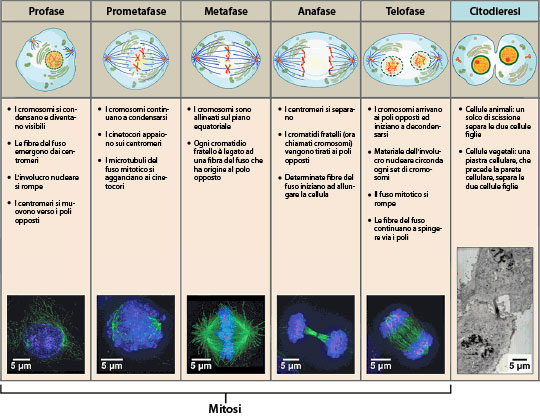 Mitosis cell cycle