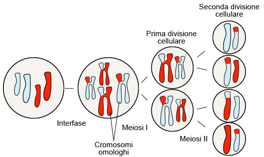 Meiosis