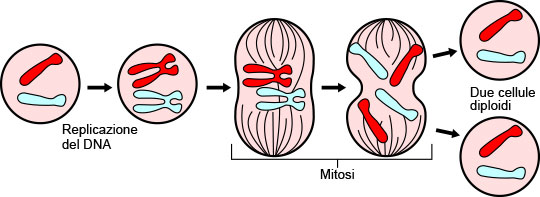 Mitosis