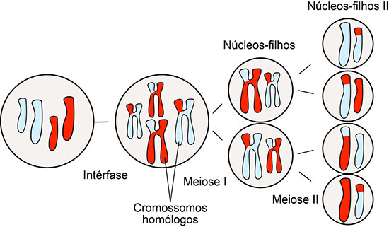 Meiose