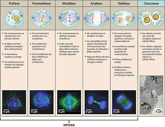  Ciclo celular mitose