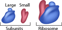 robosomes  large small