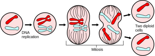 Mitosis