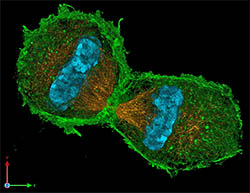 cell division