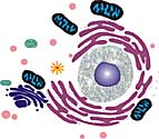 organelles