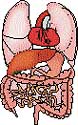 organs and tissues