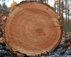 Tree rings