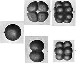 Cell cleavage from one cell to 12 cells