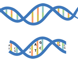 Illustration of DNA strands, with one strand showing the nucleotide base abbreviations