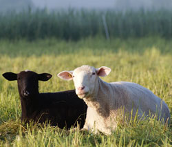 Black and White Sheep