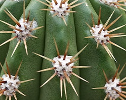 Cactus spines