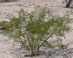 Creosote bush