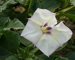 desert thorn-apple