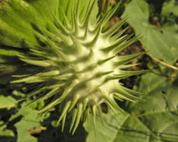 Sacred datura fruit