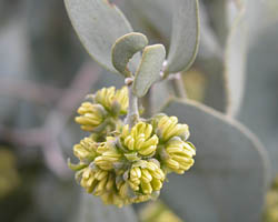 Jajoba flower