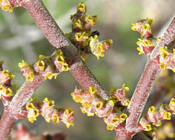 Mistletoe flower