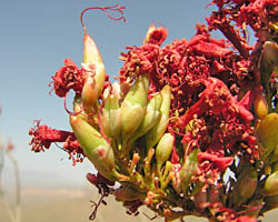 Ocotillo fruit