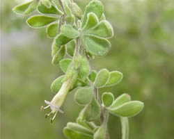 Wolfberry flower